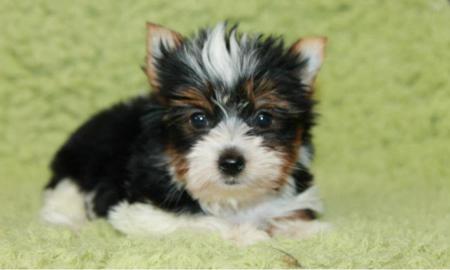 Biewer Yorkshire Terrier Bub