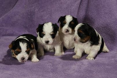 Wundersch�ne Biewer Yorkshire Terrier vo