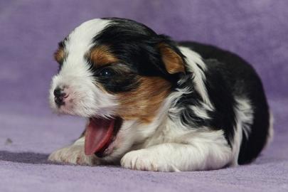 Wundersch�ne Biewer Yorkshire Terrier vo