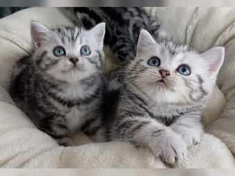 S��es BKH black-silver-classic Kittens. W
