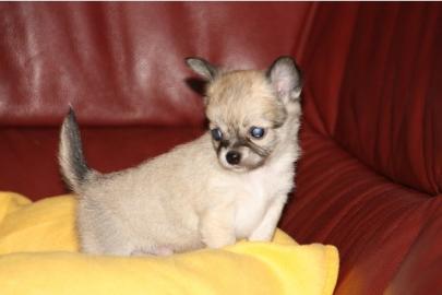 Chihuahua welpen