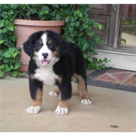 eine sch�ne Berner Sennenhund