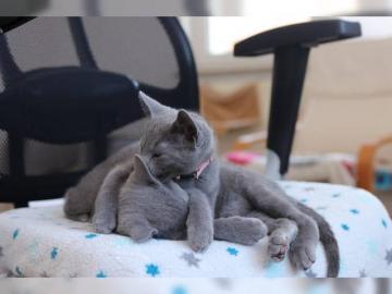 Reinrassige Russischblau Kitten