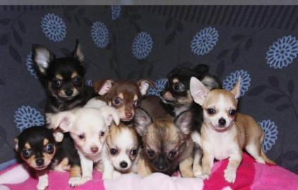 Reinrassiger Chihuahua Welpen. (kurzhaar)