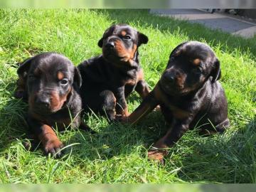 Rottweiler Welpen mit Papieren