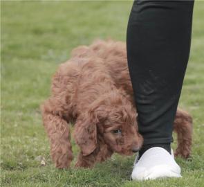 Irish setter puppies