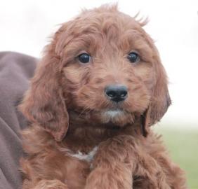 Irish setter puppies