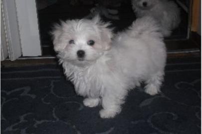 Malteserbabys