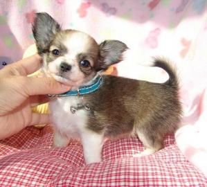 Mini Chihuahua Welpen