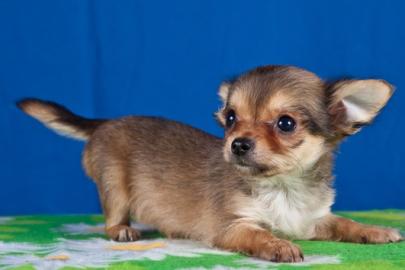 Mini Chihuahua Welpen