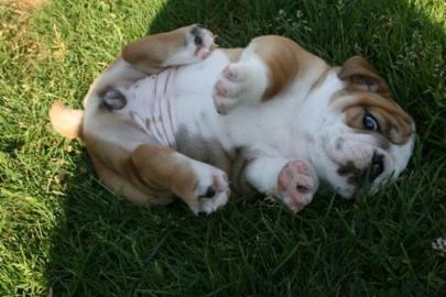 S��e English Bulldog Welpen mit Ahnentaf