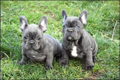 ❤Blaue Franz�sische Bulldogge Welp