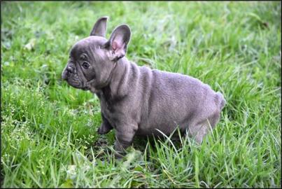 ❤Blaue Franz�sische Bulldogge Welp