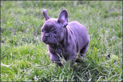 ❤Blaue Franz�sische Bulldogge Welp