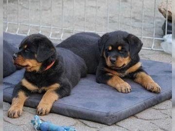 Reinrassige Rottweiler Welpen