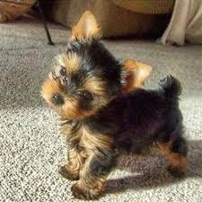 Sch?ne mini Yorkshire Terrier Welpen. 