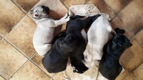 Mops Welpen suchen nach einem liebevolle
