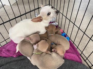 Chihuahua-Welpen zu verkaufen