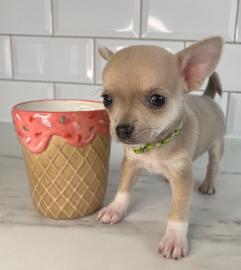 Chihuahua-Welpen zu verkaufen