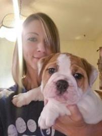 Englischer Bulldoggen welpe