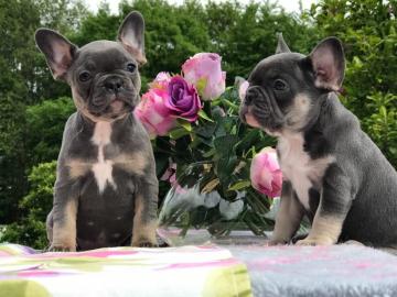 Franz?sische Bulldoggen Welpen