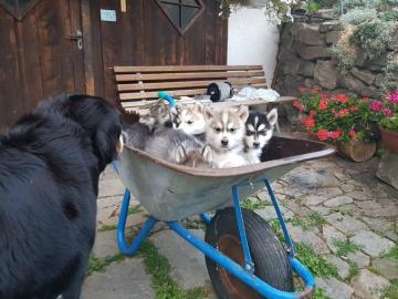 Wundersch�ne Husky Welpen =