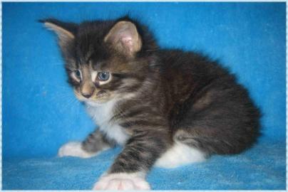 Maine Coon K�tzchen