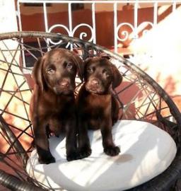 Labrador Welpen schokkibraun mit Papiere