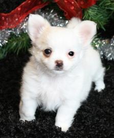 Wundersch�ne reinrassige MINI Chihuahua