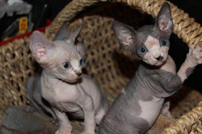 Don Sphynx K�tzchen