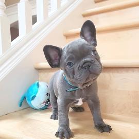 Goed opgeleide Franse Bulldog-puppys. 