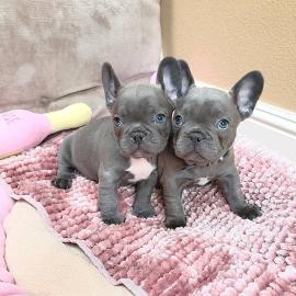 Goed opgeleide Franse Bulldog-puppys. 