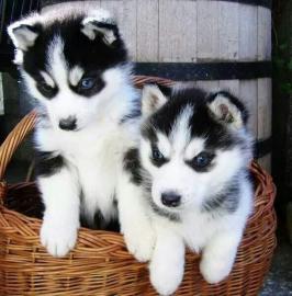 Siberian Husky-Welpen zur Vermittlung