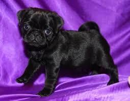 Schwarz und beige Mops Welpen