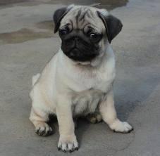Schwarz und beige Mops Welpen