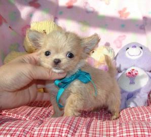 Liebevolles Mini Chihuahua Babys fur 285