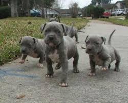 American Pitbull Welpen Blueline Bluelin
