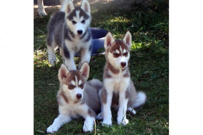 Wundervolle kr�ftige Sib.  Husky Welpen i