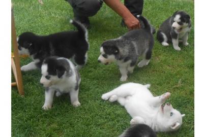 Wundervolle kr�ftige Sib.  Husky Welpen i