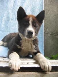 SEHR SCH�N AKITA INU WELPEN!