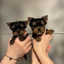 S??e Reinrassige Yorkshire TerrierWelpen