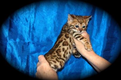 BEN-GAL Katzen mit Stammbaum
