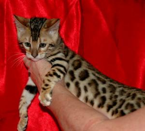 BEN-GAL Katzen mit Stammbaum