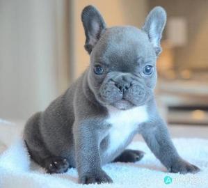 ENTZ�CKENDE FRANZ�SISCHE BULLDOGGE-WELPE