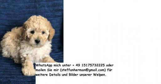 Erstaunliche Zwergpudel-Welpen