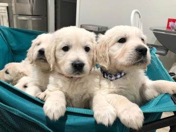 Golden Retriever-Welpen mit Papieren
