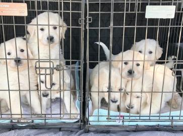 Golden Retriever-Welpen mit Papieren