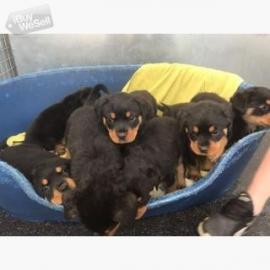 Zuckers??en Rottweiler Welpen abzugeben