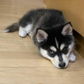 Teetasse Pomsky Welpen