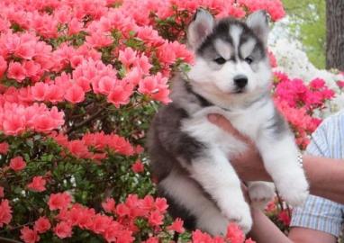 Gesund-super nette pomsky Welpen bereit,
